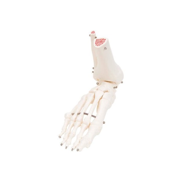 3B Anatomical Model - Loose Bones, Foot Skeleton with Ankle, Right